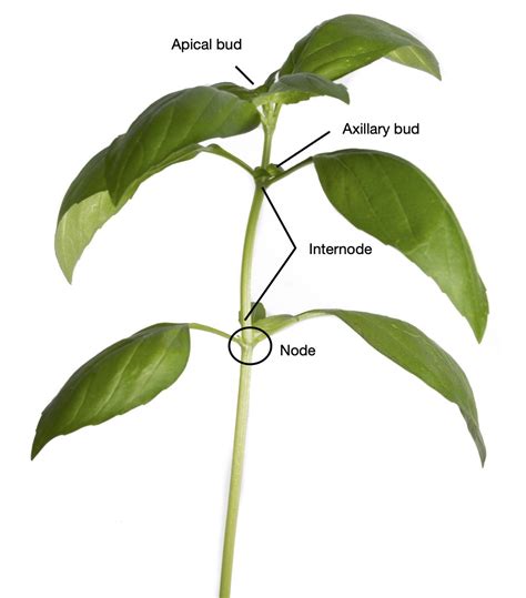 diagram basil plant 
